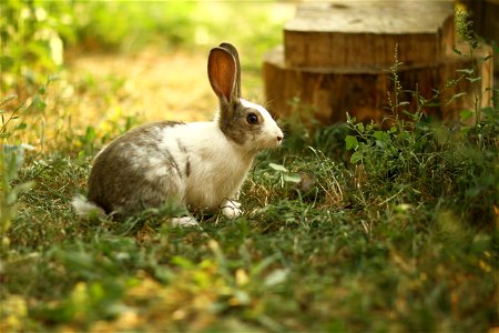 Rabbit Animal photo