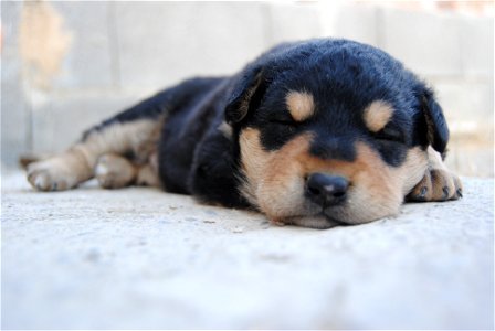 Puppy Sleeping photo