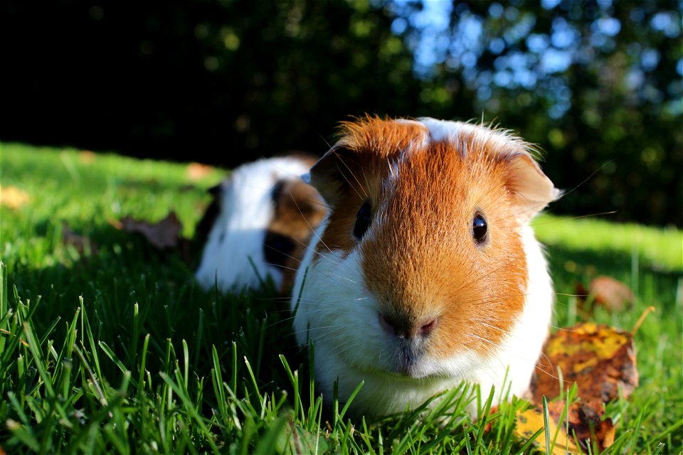 Guinea Pig photo