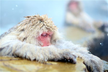Monkey Bathing photo