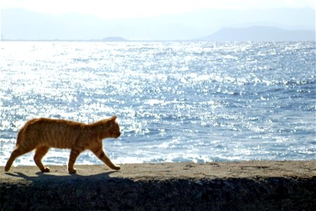 Cat Sea photo