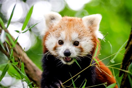 Red Panda photo