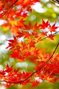 Maple Autumn photo