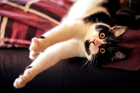 Cat Stretching photo