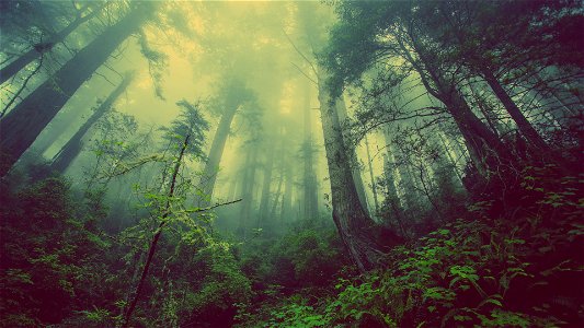 Forest Mist photo