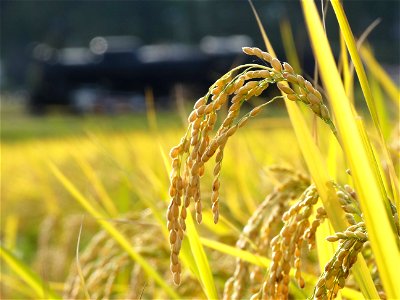 Rice Countryside photo
