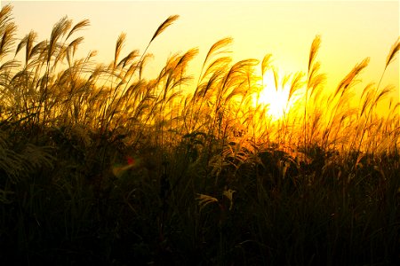 Sunset Grass photo