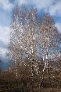 Birches photo