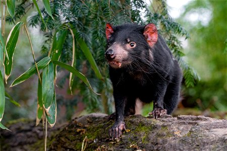 Tasmanian Devil Animal photo