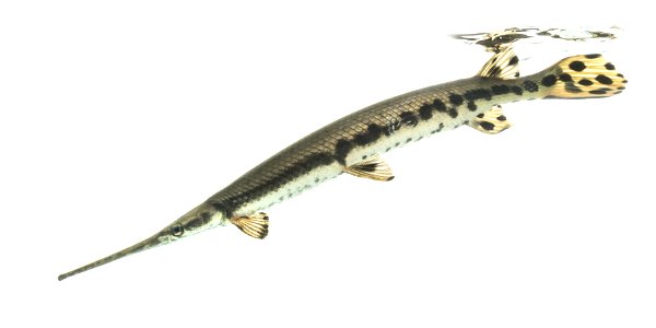 Longnose Gar Fish photo