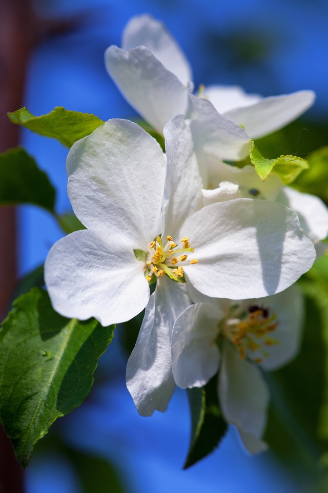 Cherry blossom