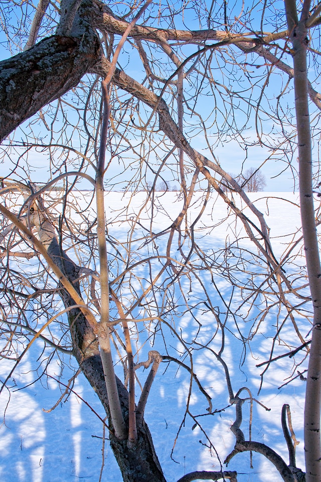 Winter tree branches
