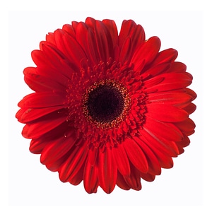 Red Gerbera Flower photo