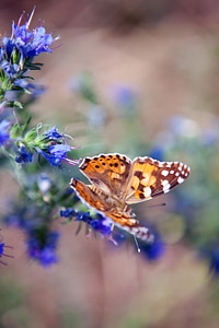 Butterfly on the flower photo