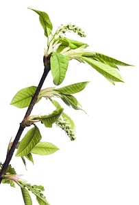 Green branch