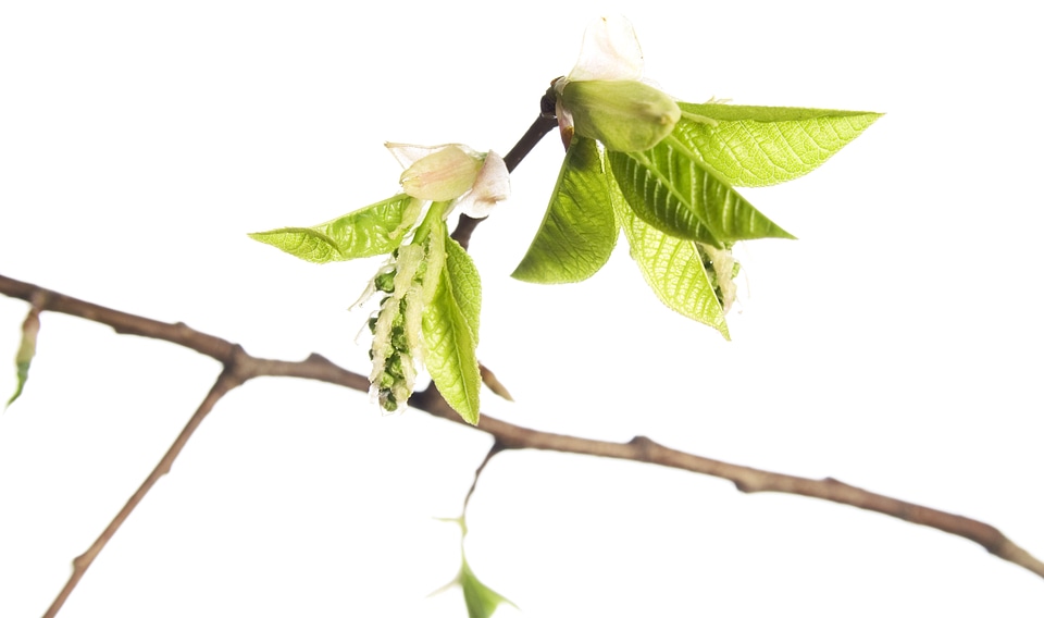 green branch