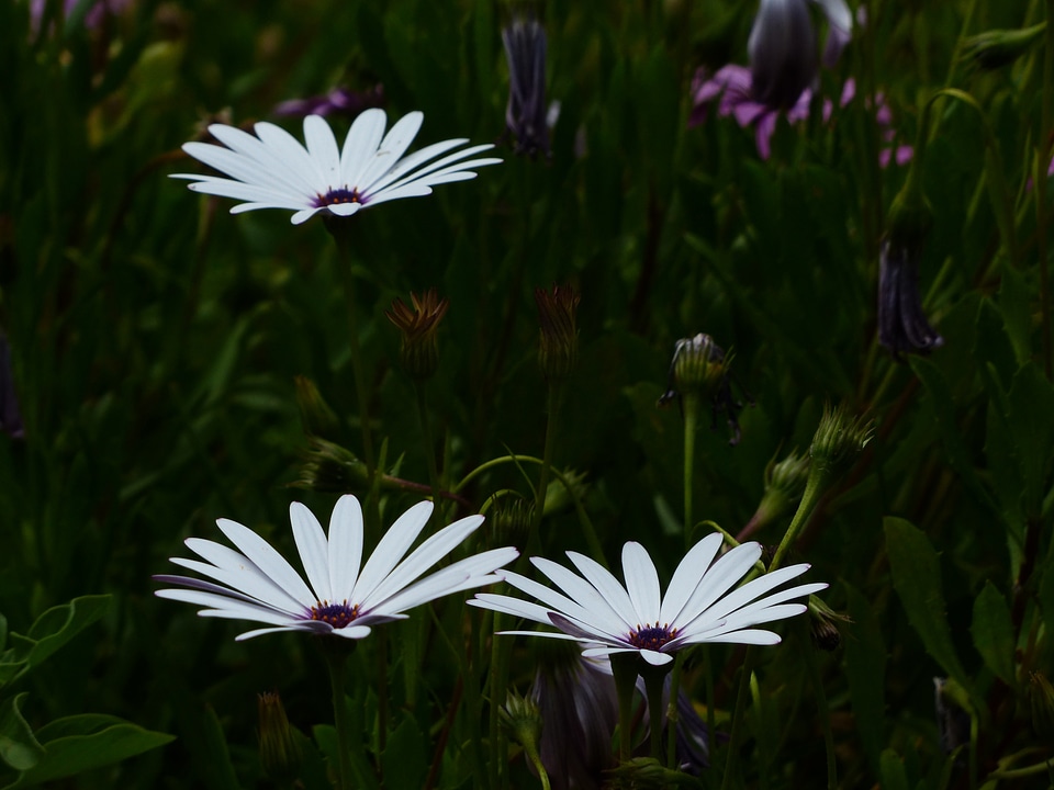 Osteospermum cape daisies paternoster shrub photo