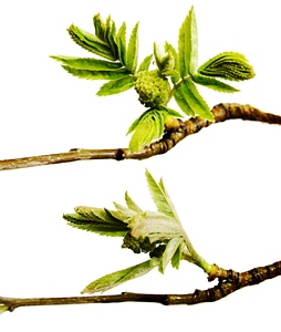 Green branch photo
