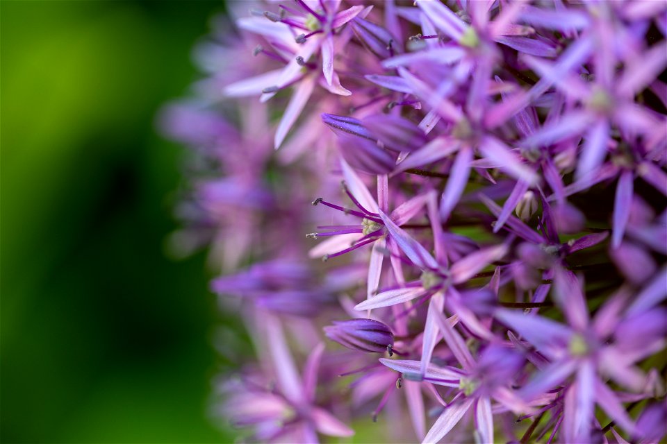 Allium Flower photo