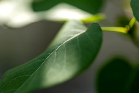 Soft Leaf Textures photo