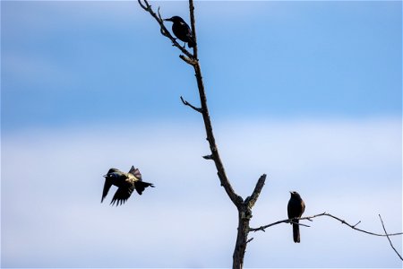 Blackbirds in a Tree photo