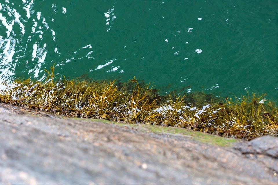 Ocean Seaweed photo