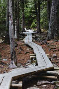 Hiking Path Through the Forest photo