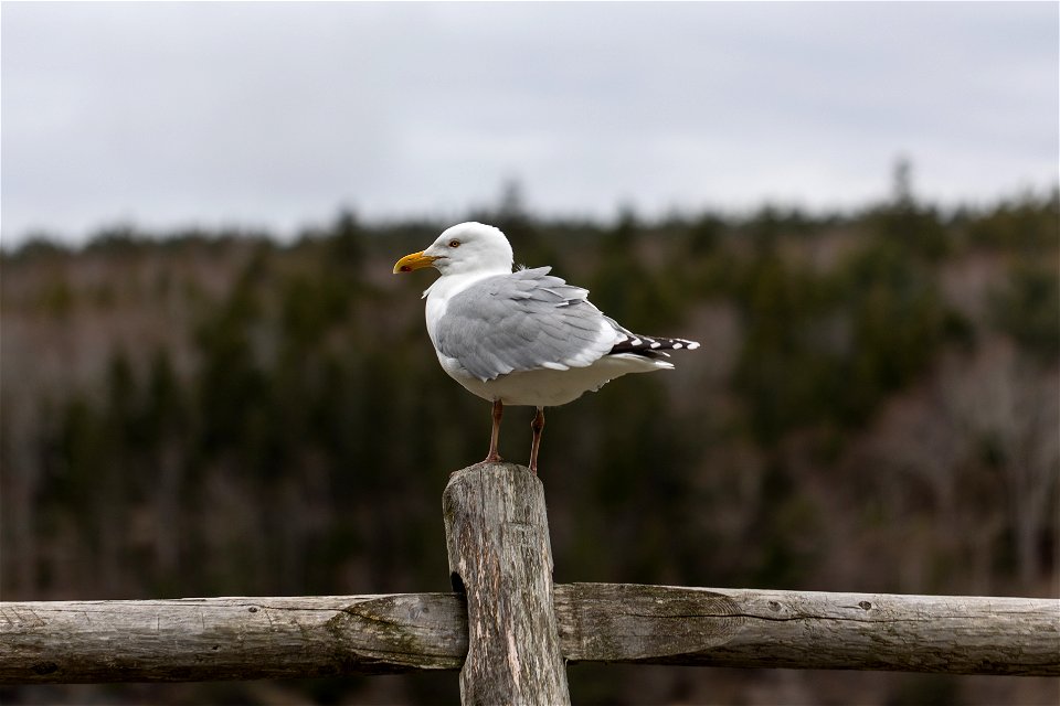 Seagull by the Ocean photo