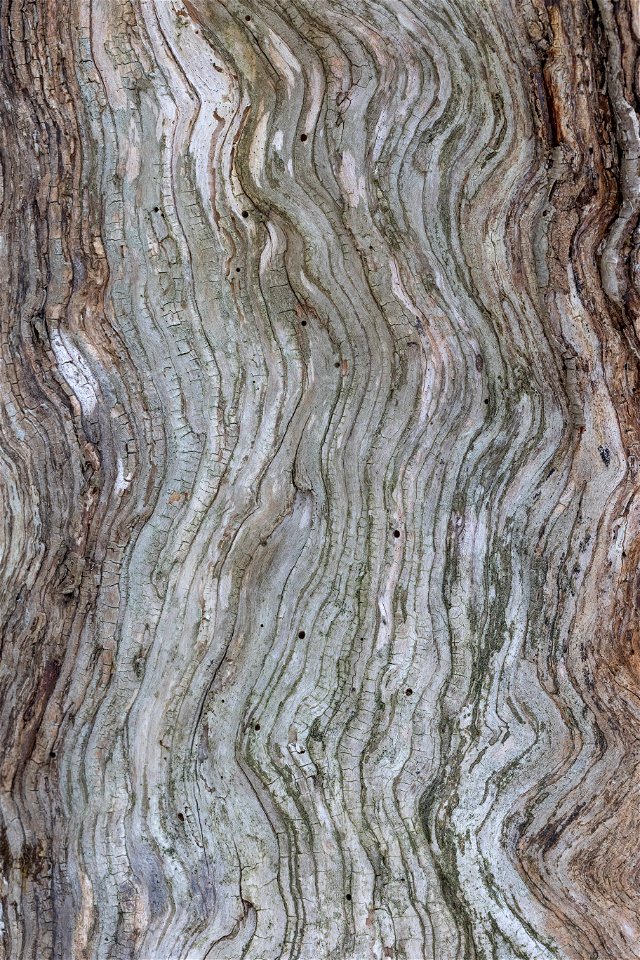 Wavy Woodgrain Texture photo