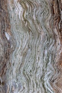 Wavy Woodgrain Texture photo