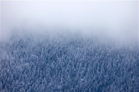 Low Fog Over Winter Trees photo