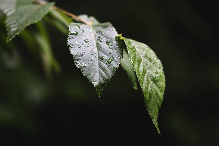 Rain and Leaves Wallpaper photo