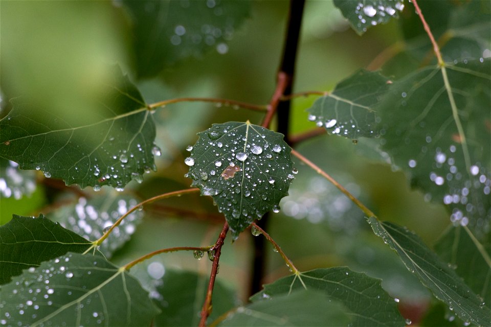 Drops of Rain on Leaves photo