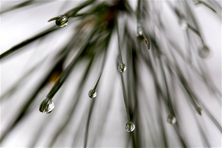 Pine Tree Rain Droplets photo