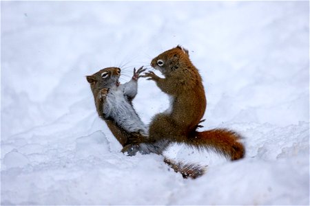 Squirrel Fight! photo