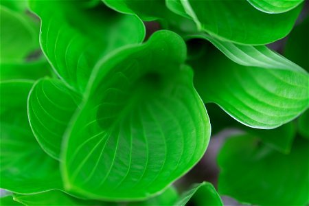 Bold Green Plant Leaves photo