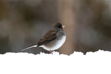 Bird Standing in the Snow photo