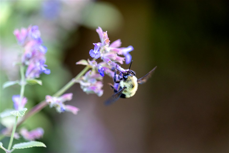 Bee Collecting Nectar photo