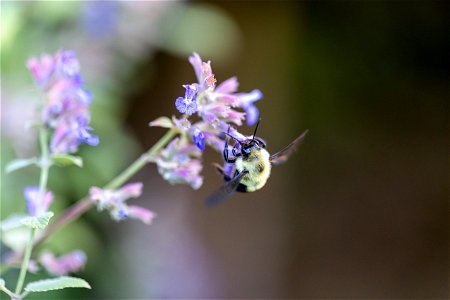 Bee Collecting Nectar photo
