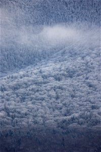 Forest Snowfall photo