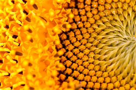 Vibrant Yellow Flower Details photo