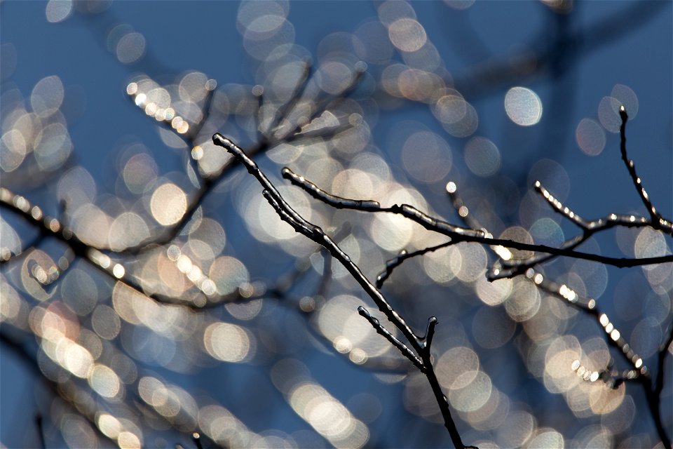 Winter Ice on Trees photo