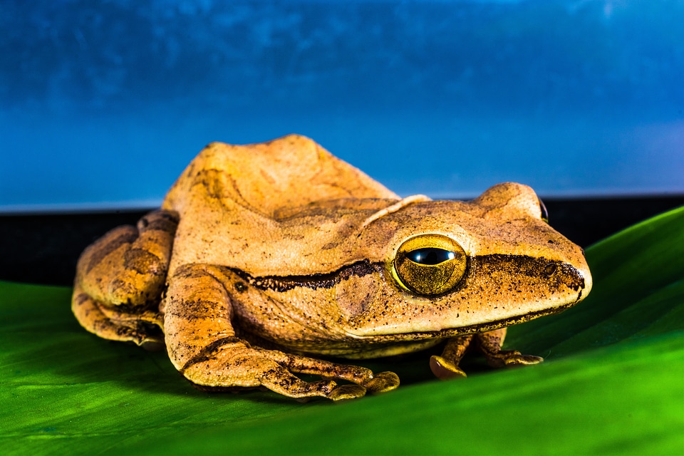 Anuran frog amphibians