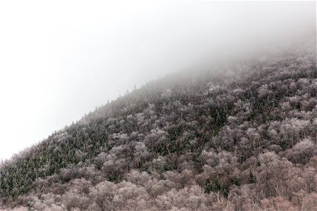 Mountain Trees in a Fog photo
