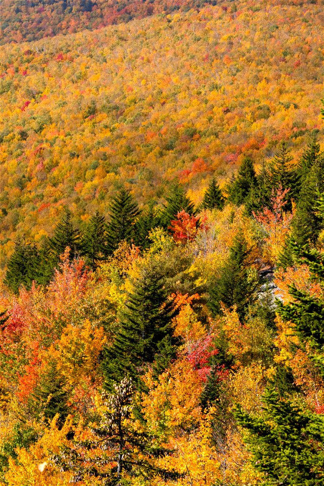 Autumn Landscape photo