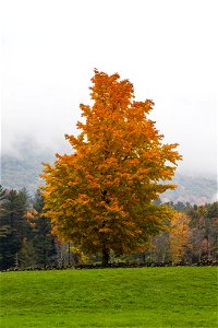 Lone Maple Tree in Autumn photo