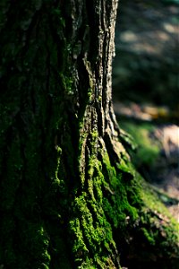 Moss on Tree Bark photo