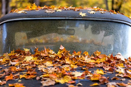 Autumn Leaves on a 55 Chevy photo