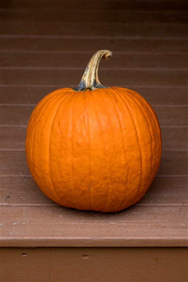 Autumn Pumpkin Harvest