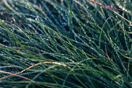Morning Dew on Grass photo